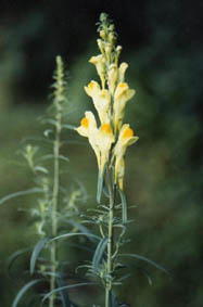 Linaria vulgaris